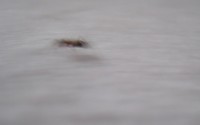 Le jour des fourmis